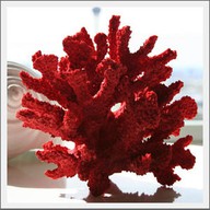 red coral