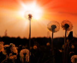 sunset sunset